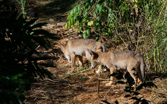 Coyote - Canis latrans