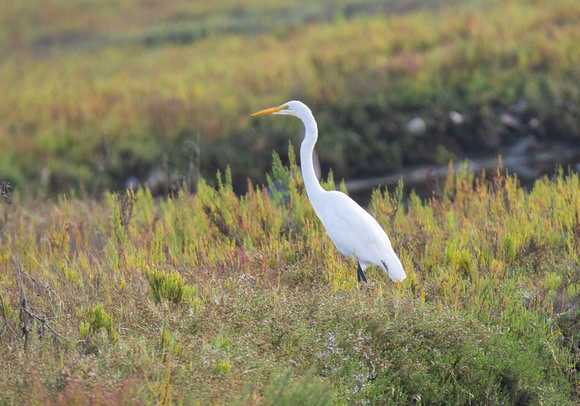 Great Egret - Ardea alba
