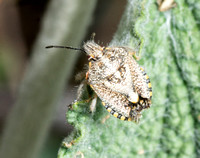 African cluster bug - Agonoscelis puberula