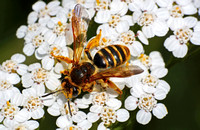 Mining bee 1  - Andrena sp.