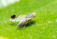 Fruit fly - Trupanea sp.
