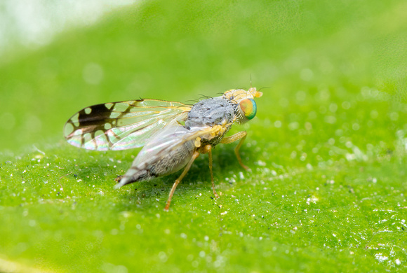 Fruit fly - Trupanea sp.