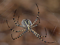 Banded argiope - Argiope trifasciata