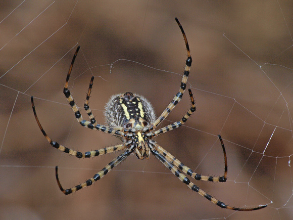 Banded argiope - Argiope trifasciata