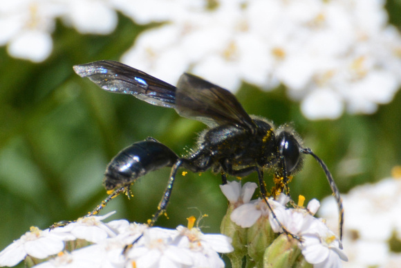 Mexican Grass-carrying Wasp - Isodontia mexicana
