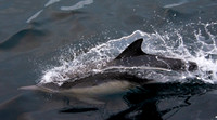 Common dolphin - Delphinus delphis
