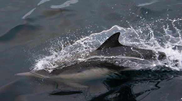 Common dolphin - Delphinus delphis