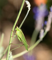 Fork-tailed bush katydid - Scudderia furcata