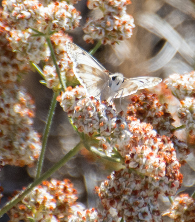Northern White Skipper - Heliopetes ericetorum