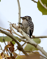Ladder-backed Woodpecker Dryobates scalaris