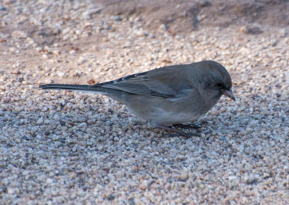 Dark-eyed Junco - Junco hyemalis