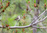 Warbling Vireo - Vireo gilvus