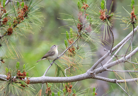 Warbling Vireo - Vireo gilvus