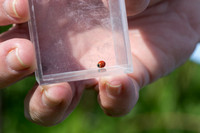 Western blood-red lady beetle - Cycloneda polita