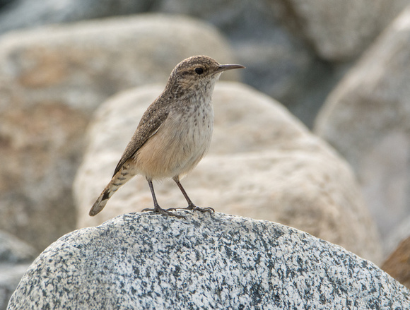 Rock Wren - Salpinctes obsoletus