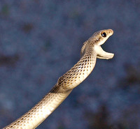 Desert Patch-nosed Snake - Salvadora hexalepis hexalepis