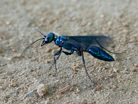Steel-blue cricket hunter -Chlorion aerarium