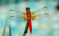 Neon skimmer -  Libellula croceipennis, Rancho Los Alamitos