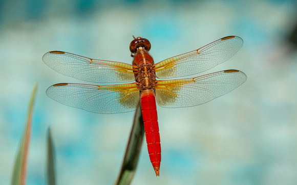 Neon skimmer -  Libellula croceipennis, Rancho Los Alamitos