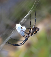 Silver argiope - Argiope argentata