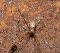 Long-bodied cellar spider - Pholcus phalangioides