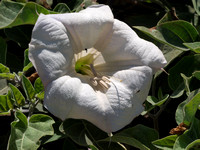 Jimson weed - Datura sp.