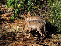 Rancho Los Cerritos Historic Site Bird Count 06-11-2021