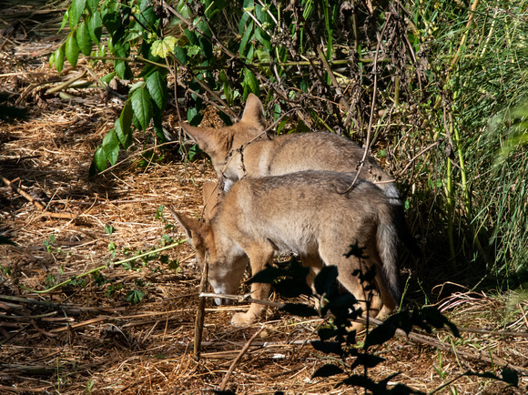 Coyote - Canis latrans