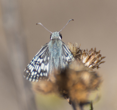White checkered-skipper - Pyrgus albescens
