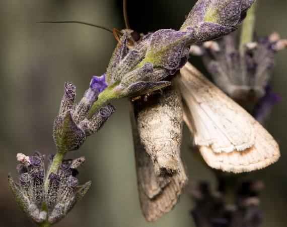 Pearly Underwing Moth - Peridroma saucia