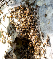 European honey bee - Apis mellifera