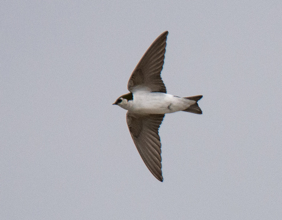 Violet-green Swallow - Tachycineta thalassina