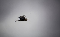 Great Blue Heron - Ardea herodias