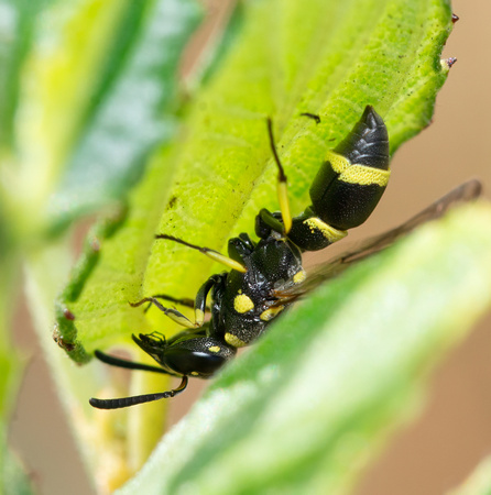 Mason wasp 4 - Parancistrocerus declivatus