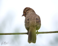 Rancho Los Cerritos Historic Site Bird Count 10-13-2017