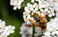 Mining bee 1  - Andrena sp.