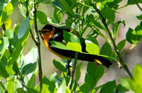 Bullock's Oriole - Icterus bullockii