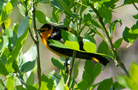 Bullock's Oriole - Icterus bullockii