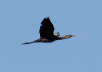 White-faced Ibis - Plegadis chihi