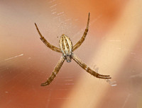 Silver argiope - Argiope argentata?