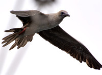 Red-footed Booby - Sula sula