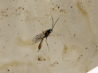 Ichneumon wasp 4 - Unidentified sp.