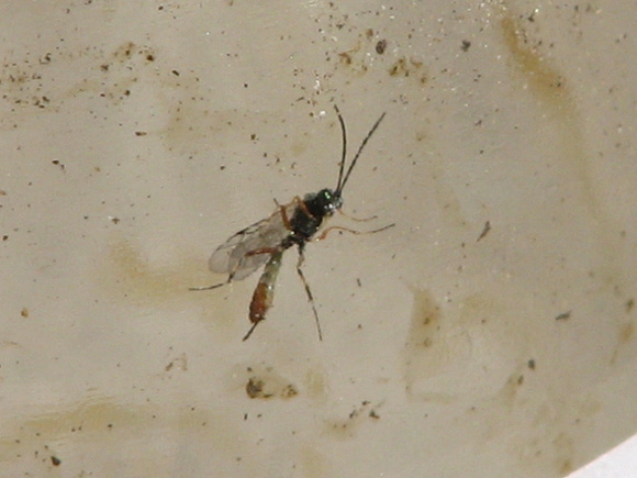 Ichneumon wasp 4 - Unidentified sp.