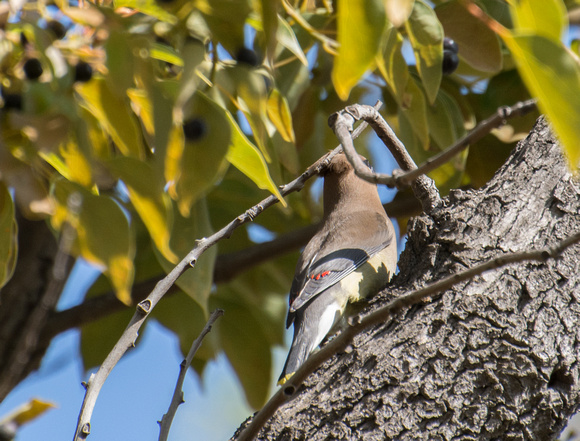 Cedar Waxwing - Bombycilla cedrorum