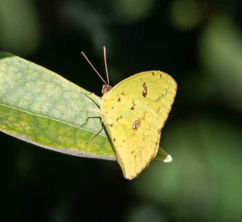 Cloudless sulphur - Phoebis sennae