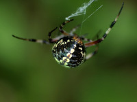 Western spotted orb weaver - Neoscona oaxacensis