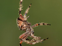 Orb weaver - Araneus gemma