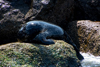 Harbor seal - Phoca vitulina