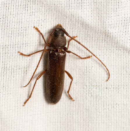 Longhorned beetle - Paranoplium gracile