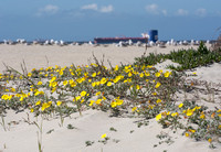 Beach Evening Primrose - Camissoniopsis cheiranthifolia